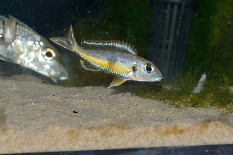 Callochromis pleurospilus 'Kigoma'